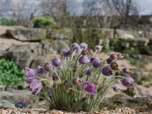 Purple bell flowers  in a rocky landscape by Jim Washburn