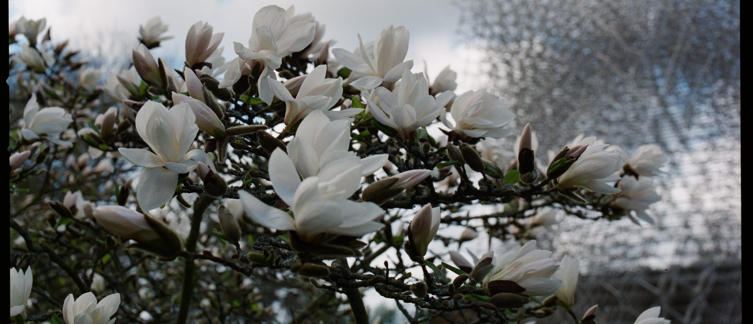 white Magnolia's at kew gardens by Jim Washburn, at oru Space, Dulwich Festival 2023