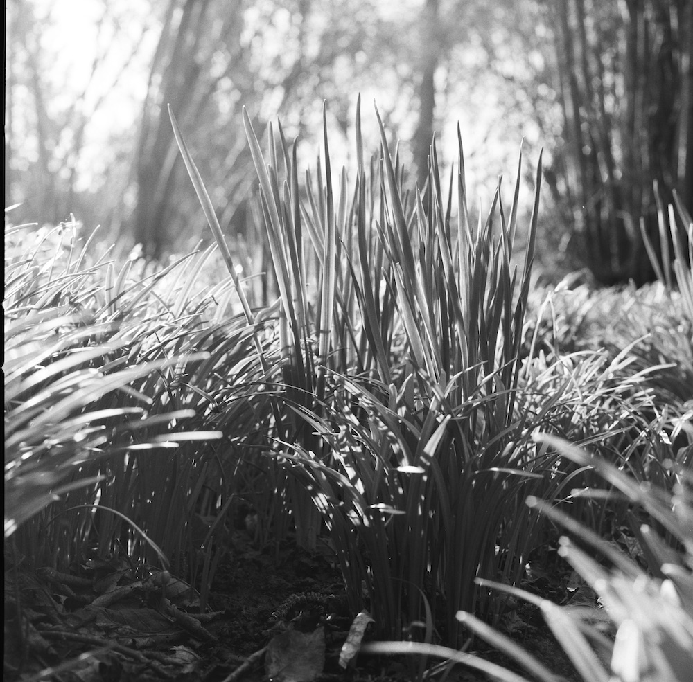 black and white photograph of grass by Jim Washburn at the Dulwich Festival